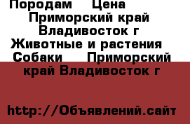 Породам  › Цена ­ 5 500 - Приморский край, Владивосток г. Животные и растения » Собаки   . Приморский край,Владивосток г.